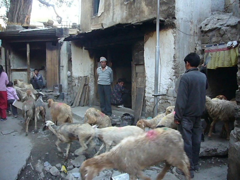 Travel - India - Ladakh - Streets of Leh